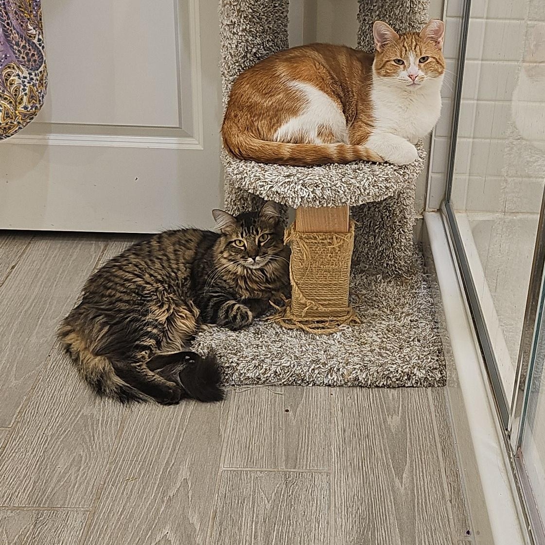 Enlarge Tuscany, a Adoptable Tabby in Peoria, AZ image 2/5