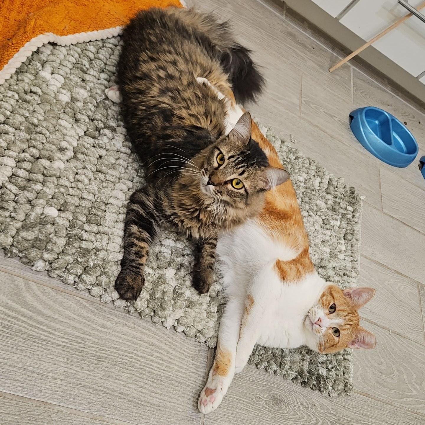 Enlarge Tuscany, a Adoptable Tabby in Peoria, AZ image 3/5