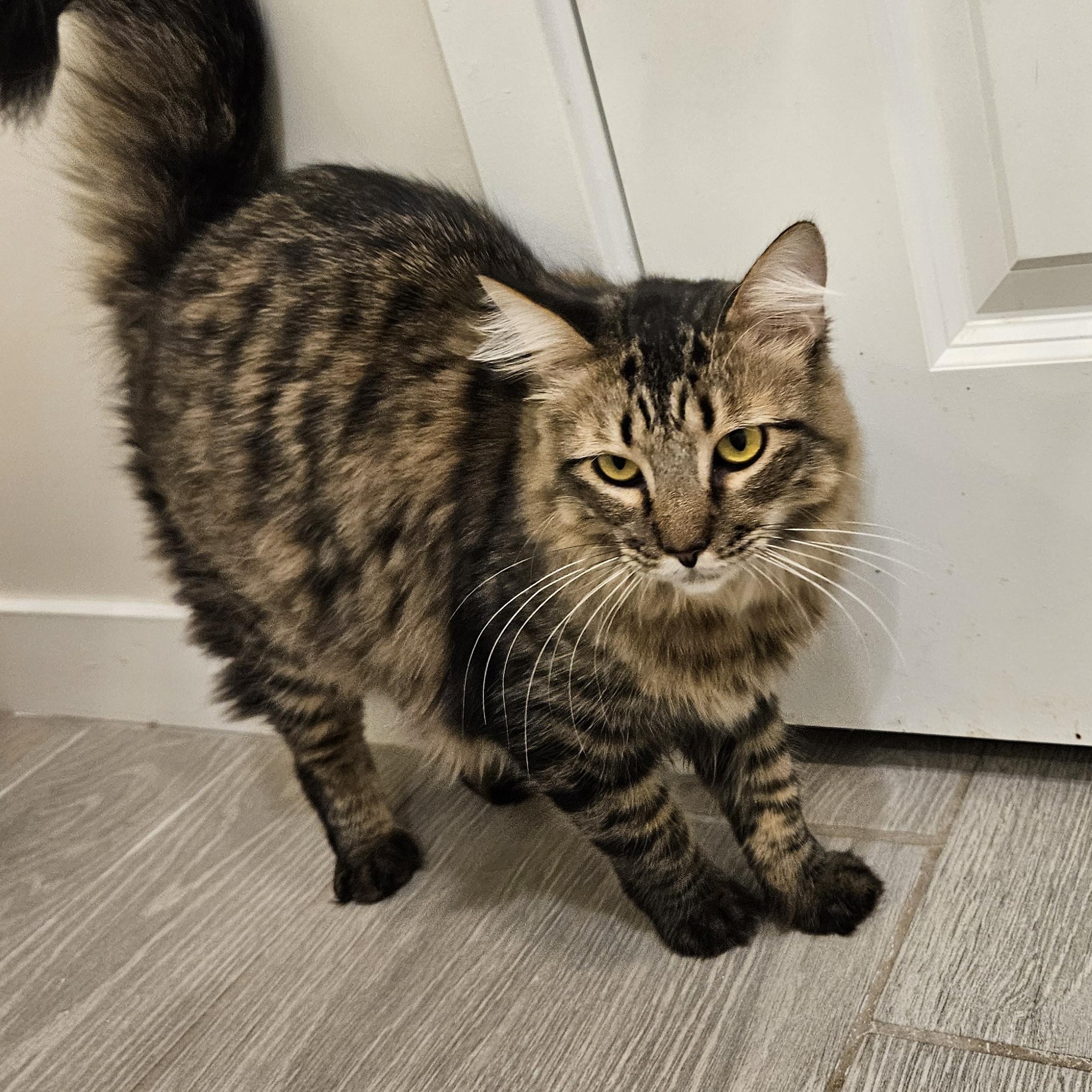 Enlarge Tuscany, a Adoptable Tabby in Peoria, AZ image 1/5