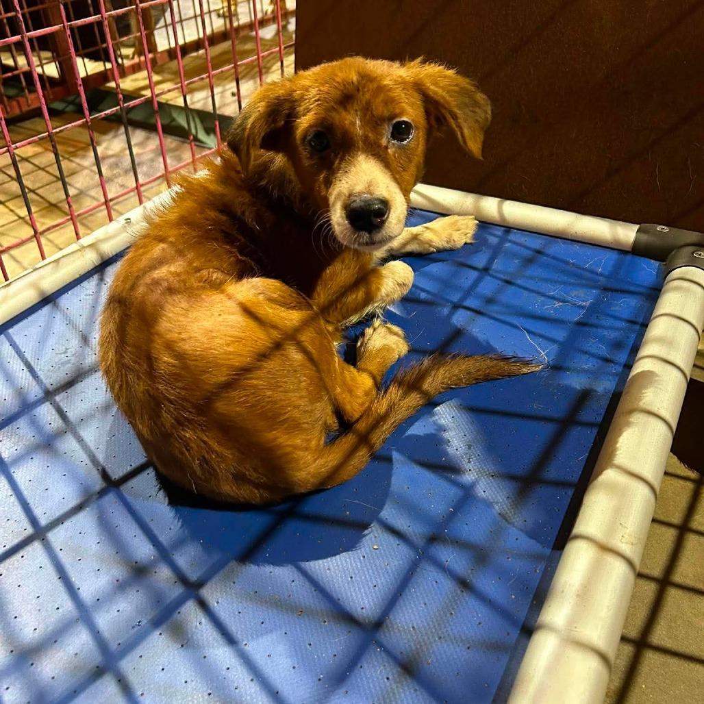 Mable, Adoptable, Young Female Terrier.