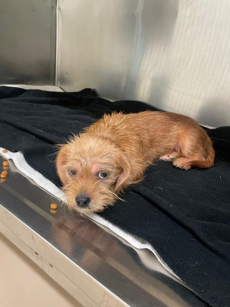 Ginger, Adopted, Young Female Dachshund & Shih Tzu.