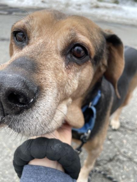 Dozer — thumbnail 2