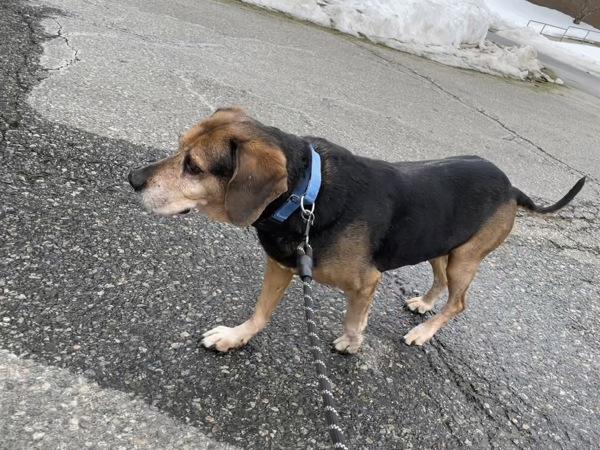 Dozer — thumbnail 4