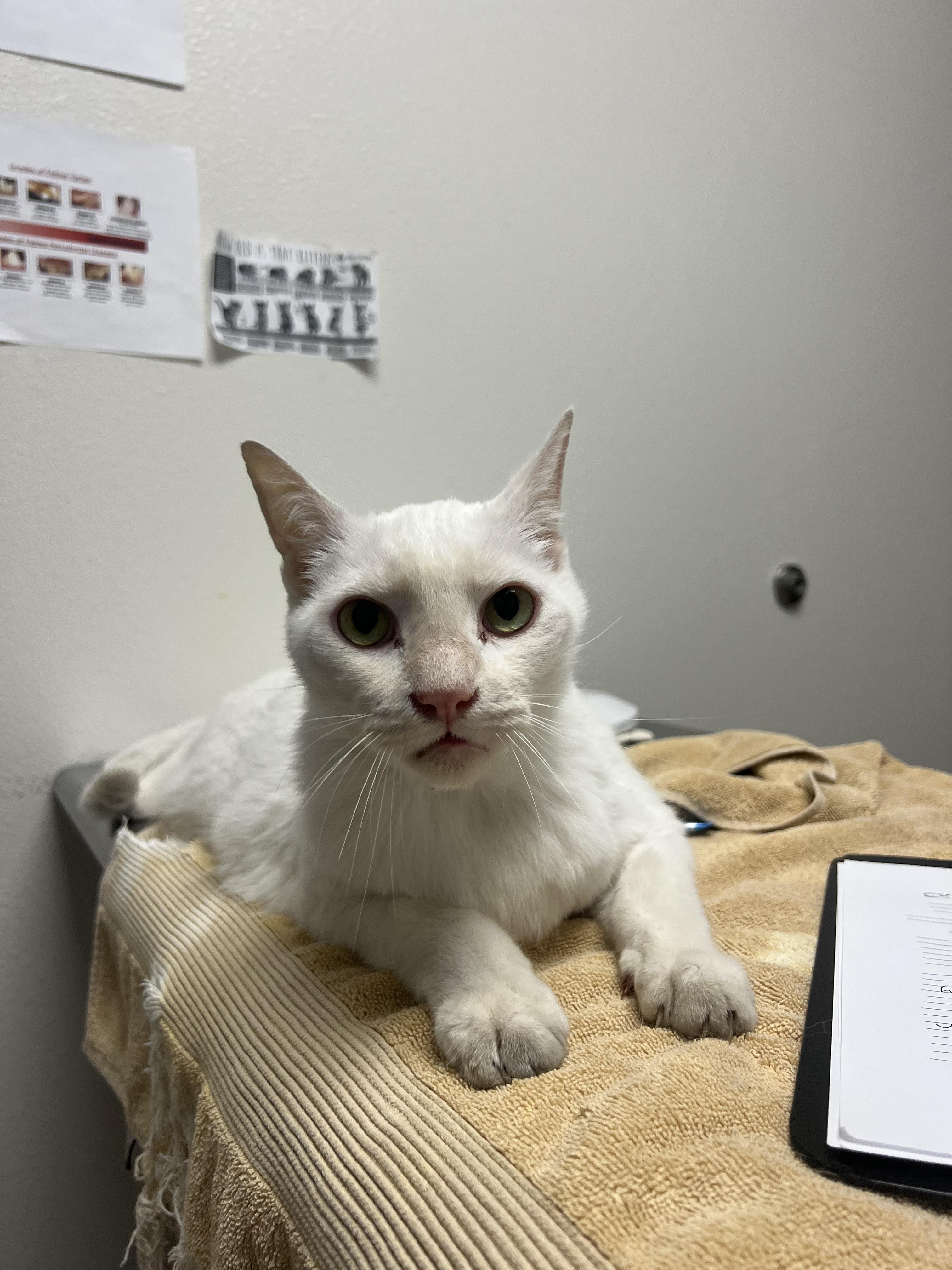 Jeff, Adoptable, Adult Male Domestic Short Hair.