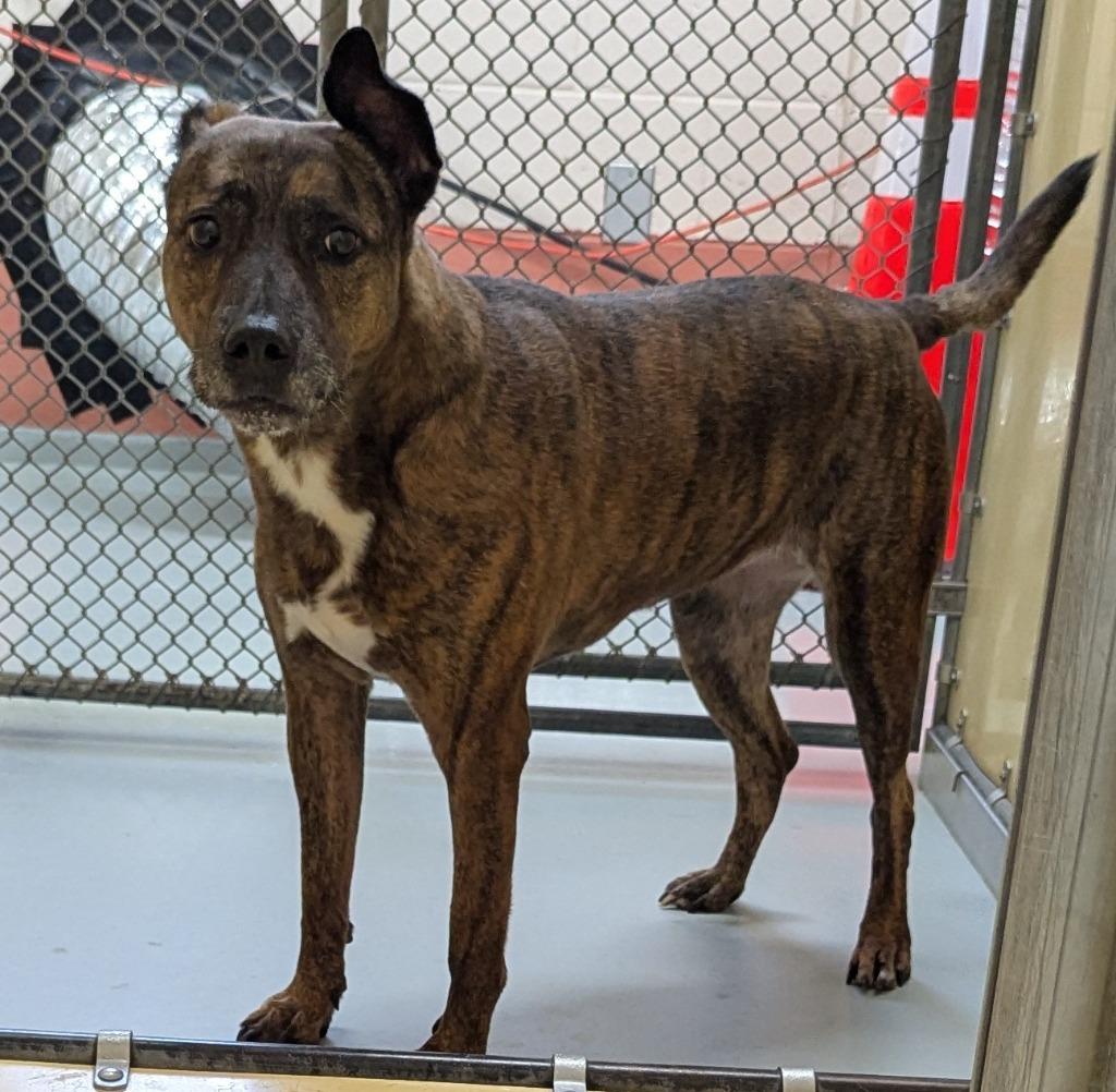 Tiger, Adoptable, Senior Female Pit Bull Terrier.