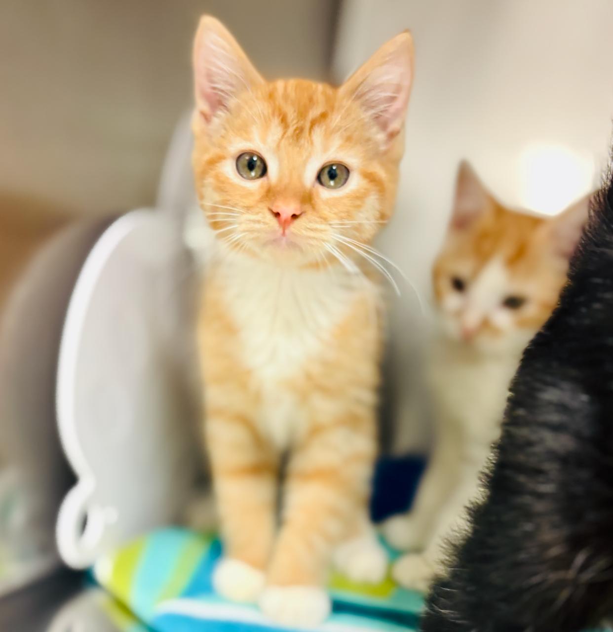 OTIS, an adoptable Domestic Short Hair in St Stephen, NB, E3L 2X2 | Photo Image 1