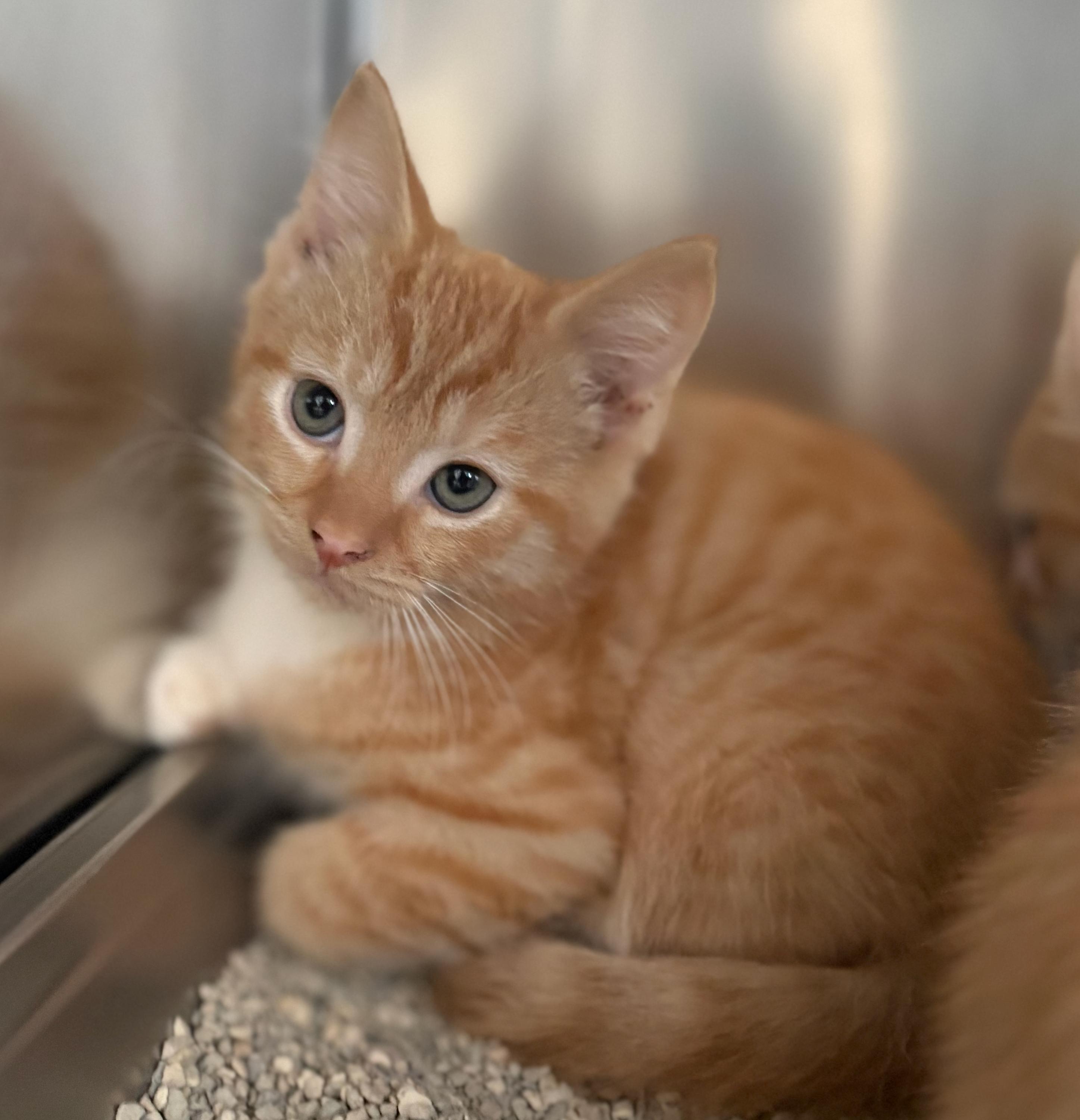 OTIS, an adoptable Domestic Short Hair in St Stephen, NB, E3L 2X2 | Photo Image 2
