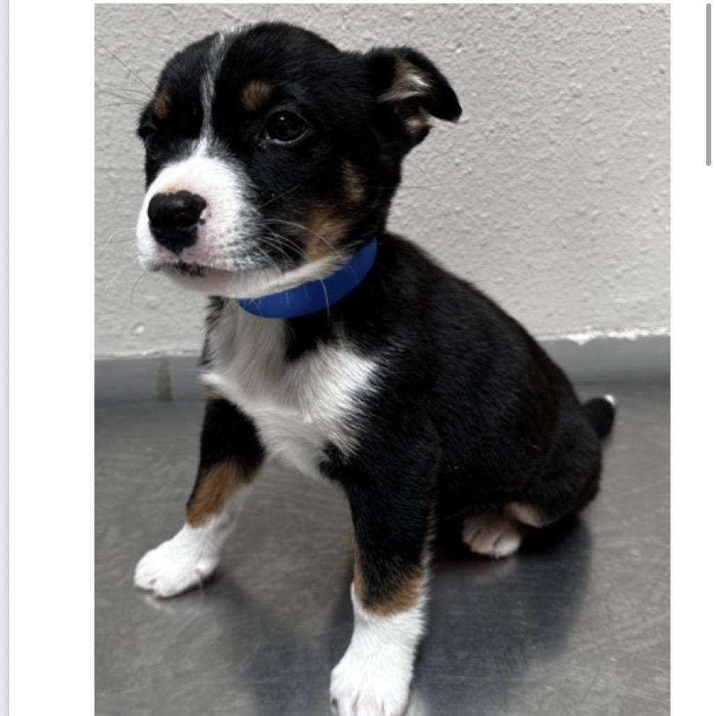 557 (2026) Rufus, Adoptable, Puppy Male Australian Cattle Dog / Blue Heeler & Mixed Breed.