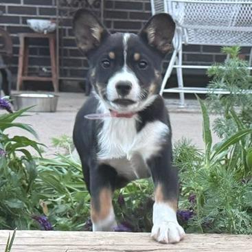 Enlarge 557 (2026) Rufus, a Adoptable mixed breed in Parker, CO image 2/6