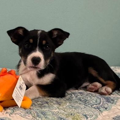 Enlarge 557 (2026) Rufus, a Adoptable mixed breed in Parker, CO image 4/6