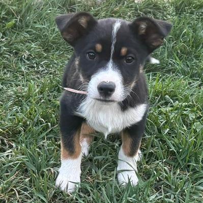 Enlarge 557 (2026) Rufus, a Adoptable mixed breed in Parker, CO image 5/6