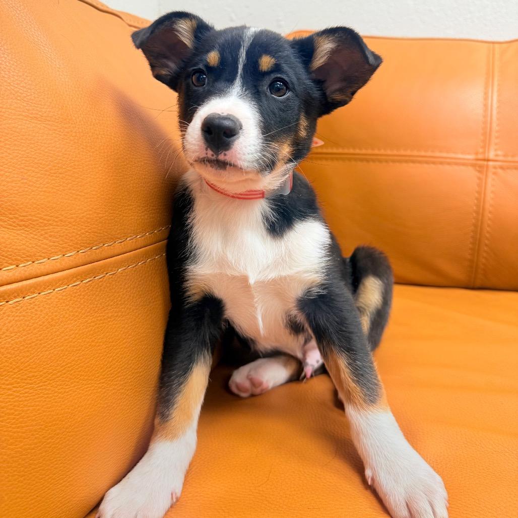 Enlarge 557 (2026) Rufus, a Adoptable mixed breed in Parker, CO image 6/6