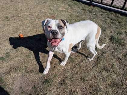 Linda, Adoptable, Adult Female American Bulldog & Mixed Breed.