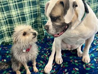 Linda, Adoptable, Adult Female American Bulldog & Mixed Breed.