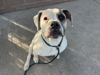 Enlarge Linda, a Adoptable mixed breed in Boulder, CO image 2/3