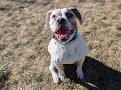 Enlarge Linda, a Adoptable mixed breed in Boulder, CO image 3/3