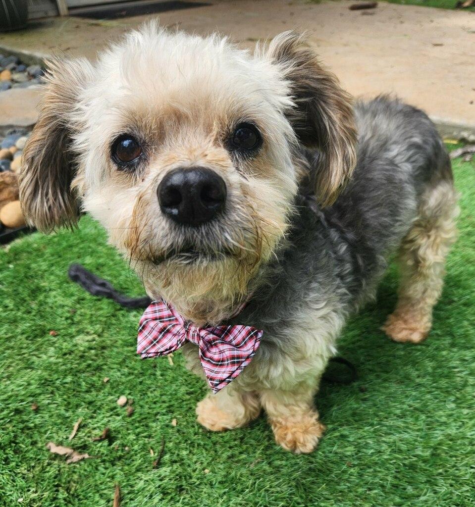 Enlarge Milton, a Adoptable Yorkshire Terrier in Greenville, SC image 5/6