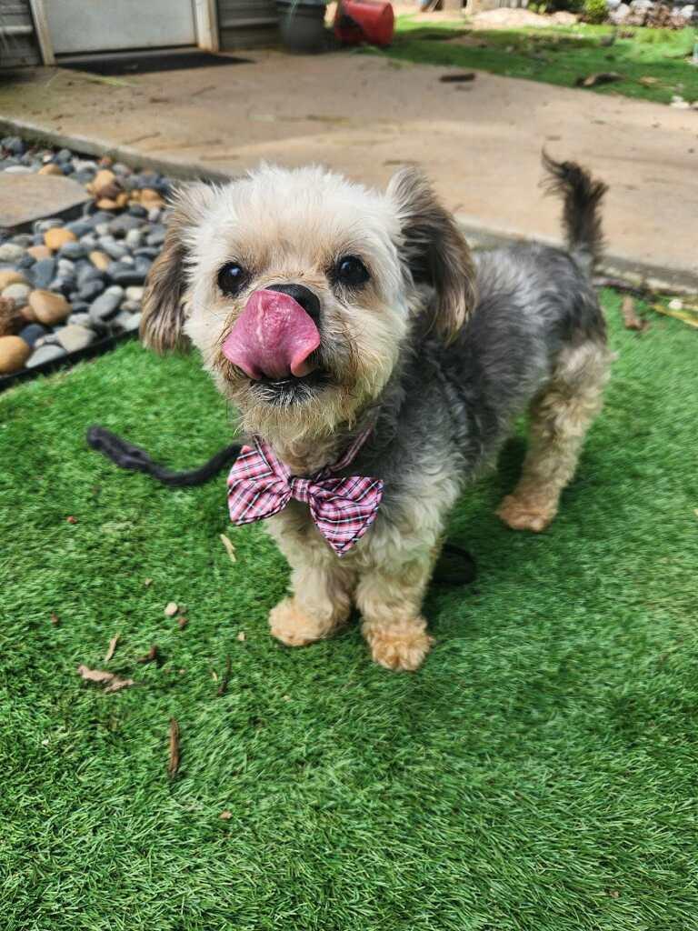 Enlarge Milton, a Adoptable Yorkshire Terrier in Greenville, SC image 4/6