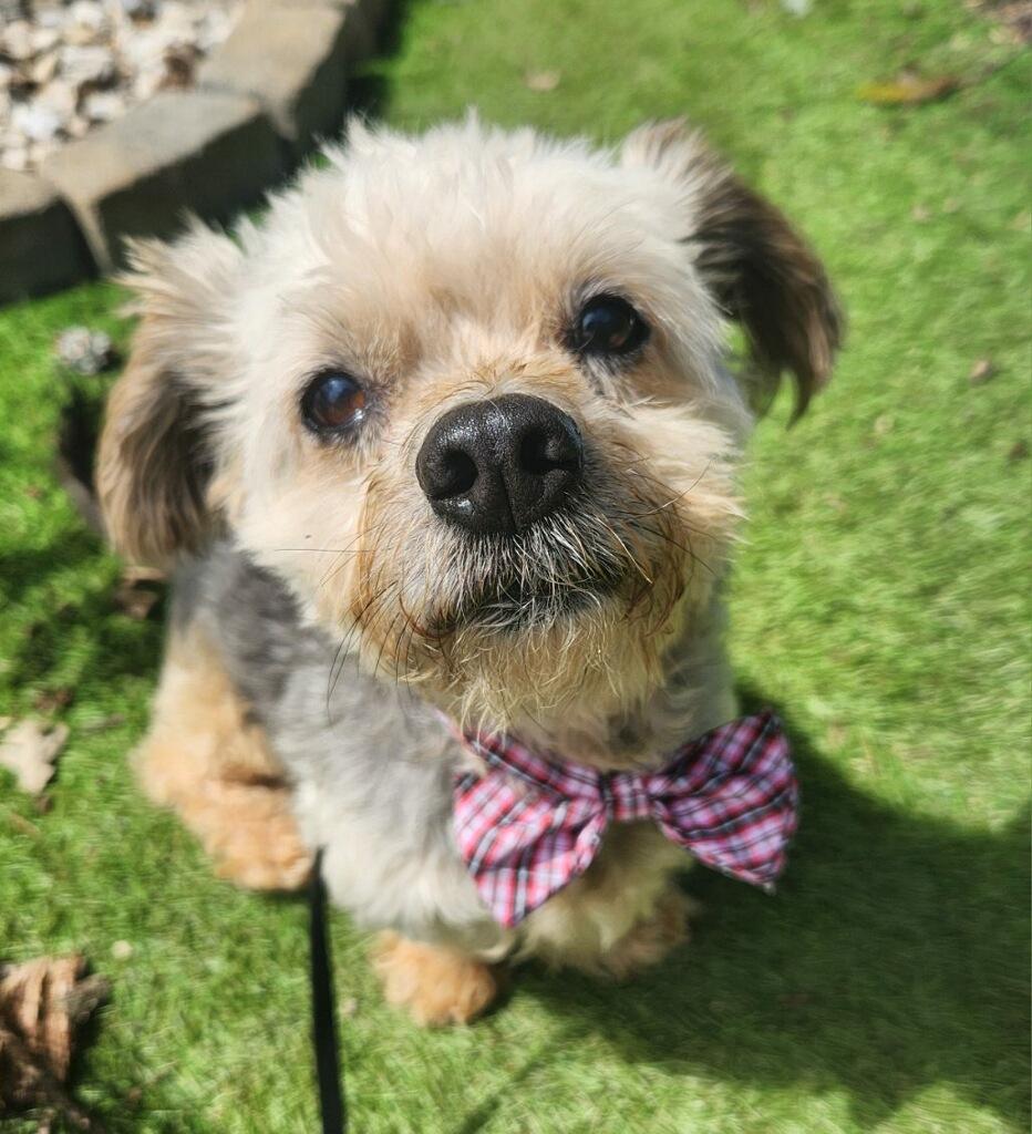Enlarge Milton, a Adoptable Yorkshire Terrier in Greenville, SC image 6/6