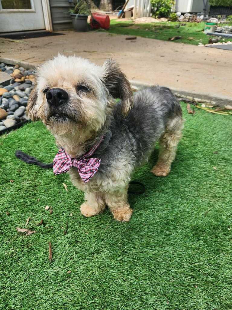 Enlarge Milton, a Adoptable Yorkshire Terrier in Greenville, SC image 3/6