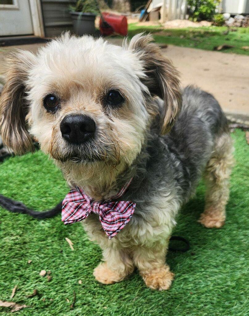 Enlarge Milton, a Adoptable Yorkshire Terrier in Greenville, SC image 1/6