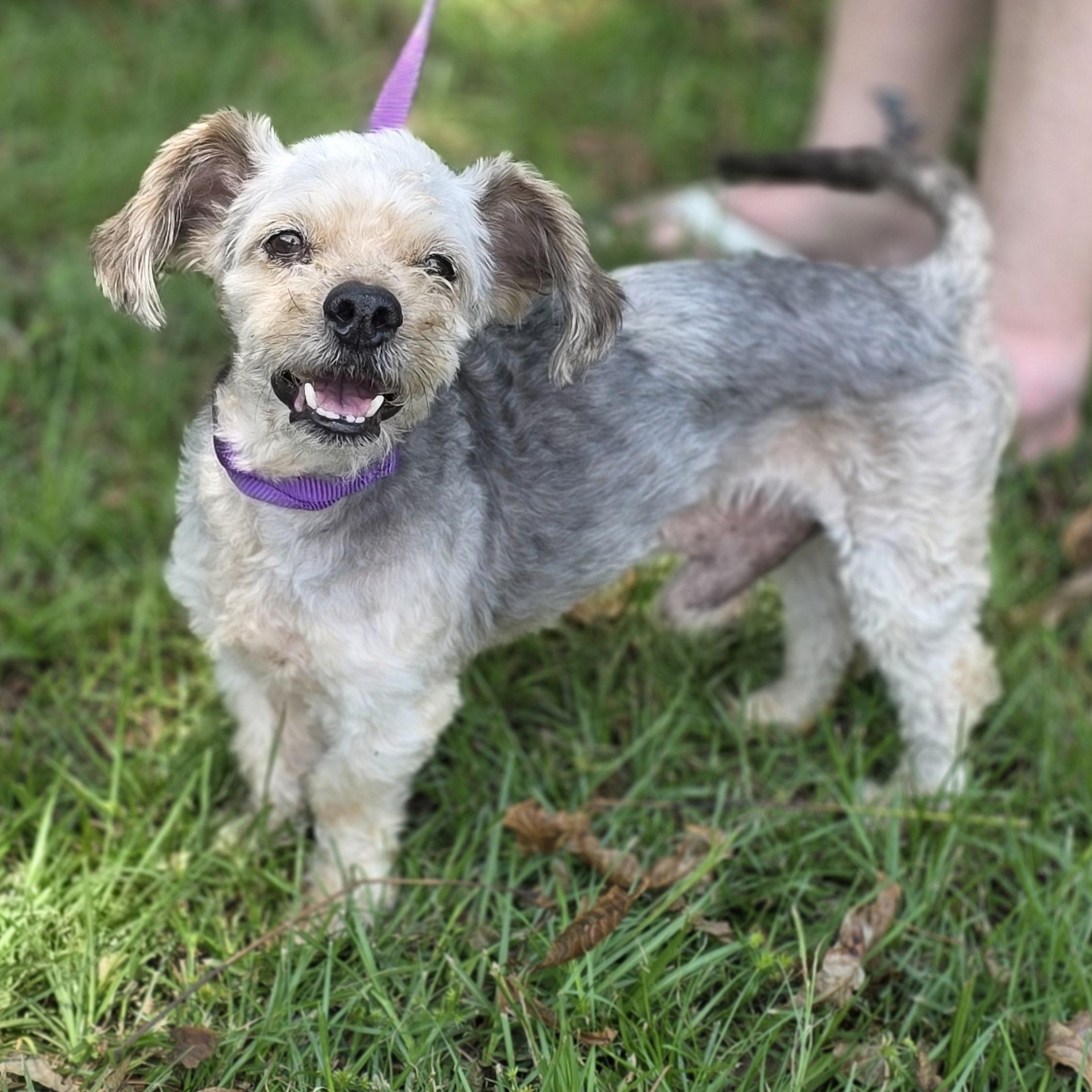 Enlarge Milton, a Adoptable Yorkshire Terrier in Greenville, SC image 2/6