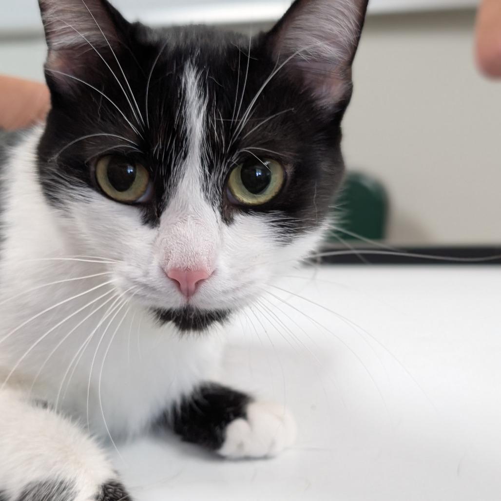 Eve, Adoptable, Adult Female Domestic Short Hair.