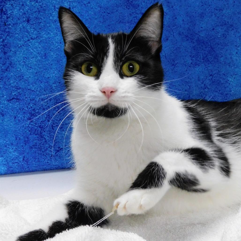 Eve, a Adoptable Domestic Short Hair in Canton, IL image 2/4
