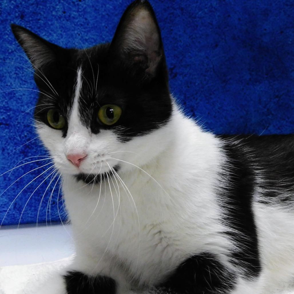 Eve, a Adoptable Domestic Short Hair in Canton, IL image 3/4