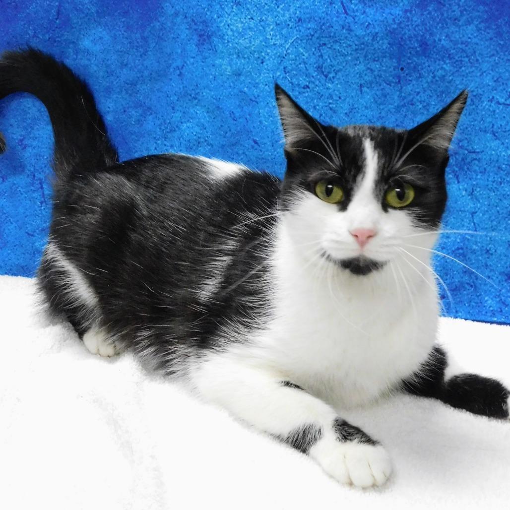 Eve, a Adoptable Domestic Short Hair in Canton, IL image 4/4