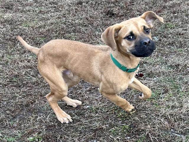 Enlarge CHARLIE, a Adoptable mixed breed in Springfield, MA image 1/1