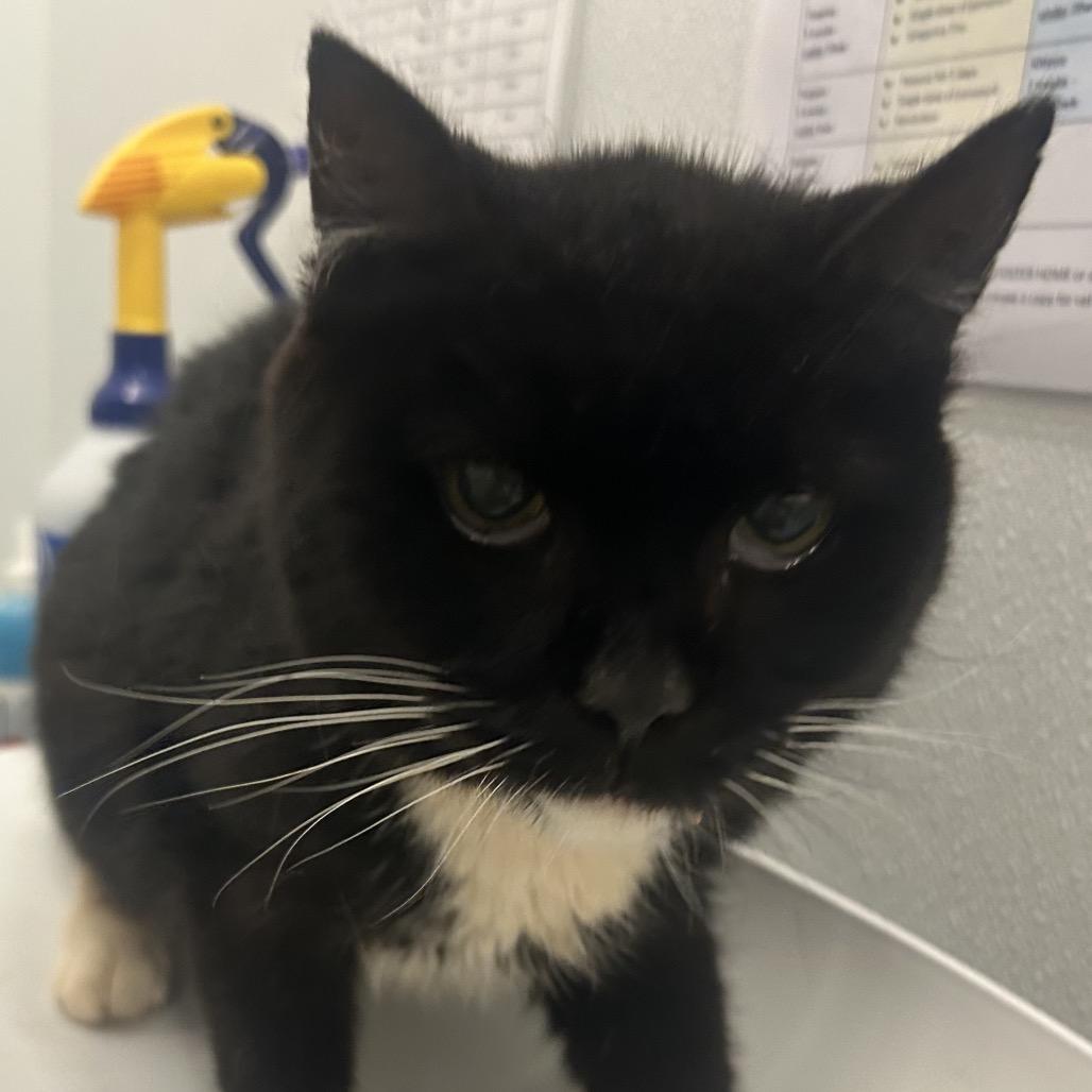 Bon Bon, Adoptable, Senior Female Domestic Short Hair.