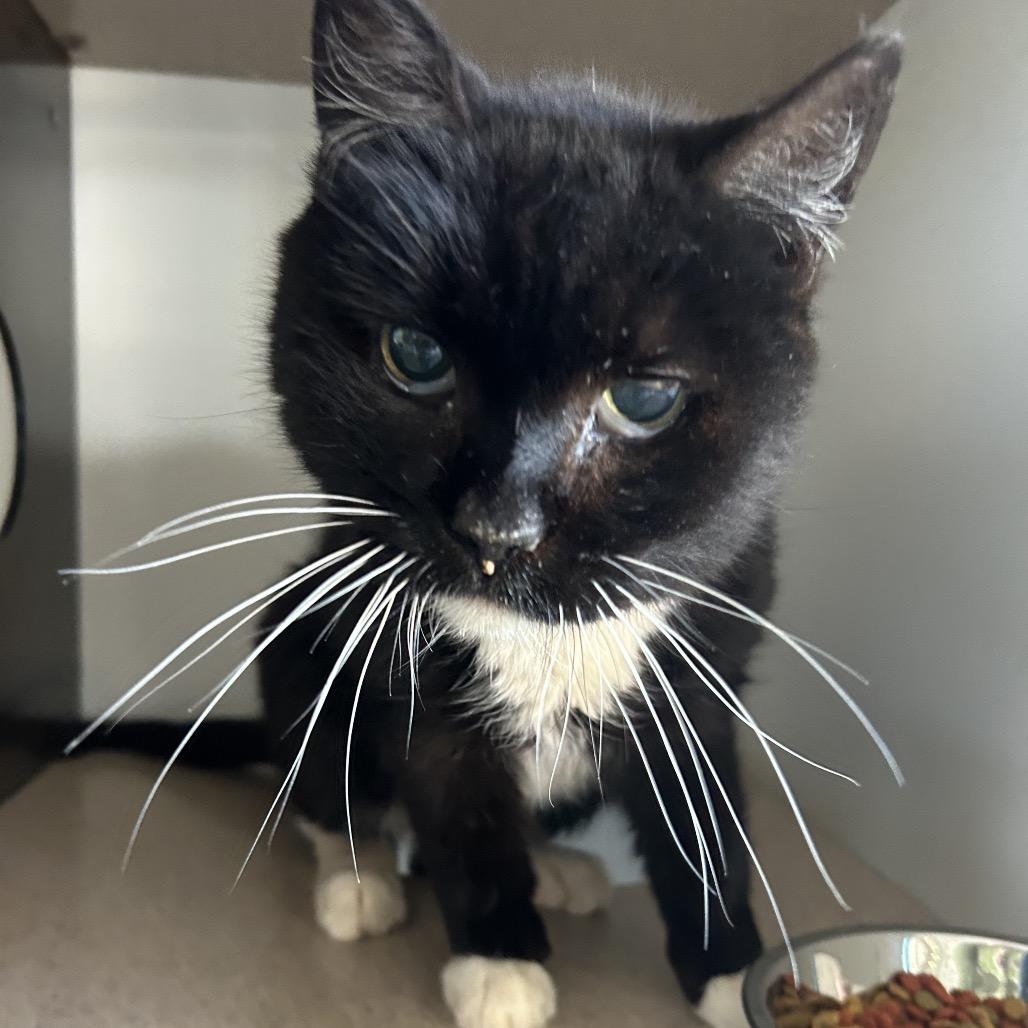 Enlarge Bon Bon, a Adoptable Domestic Short Hair in Park City, UT image 2/3
