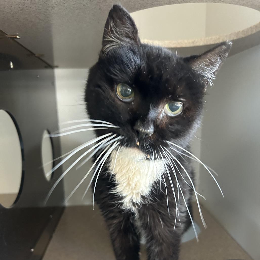 Enlarge Bon Bon, a Adoptable Domestic Short Hair in Park City, UT image 3/3