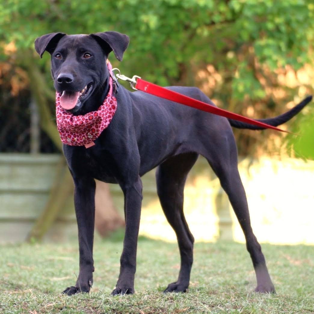 Enlarge Dolly, a Adoptable mixed breed in San Mateo, CA image 4/6