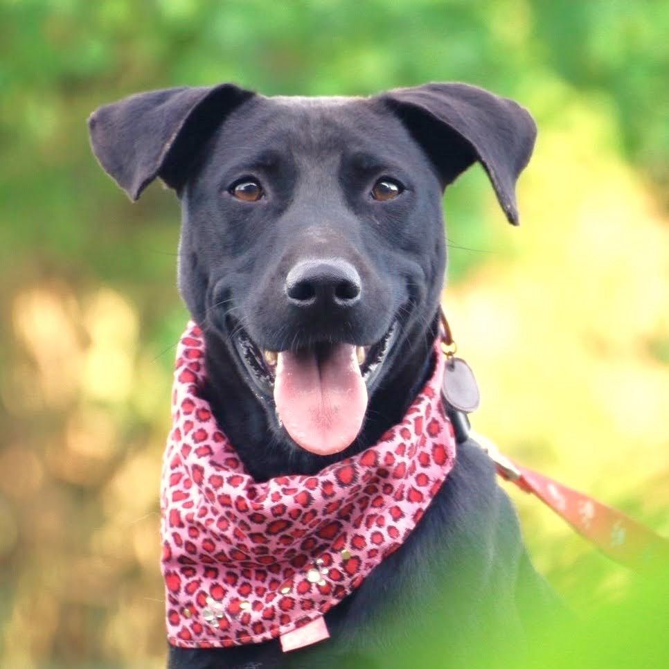 Enlarge Dolly, a Adoptable mixed breed in San Mateo, CA image 3/6