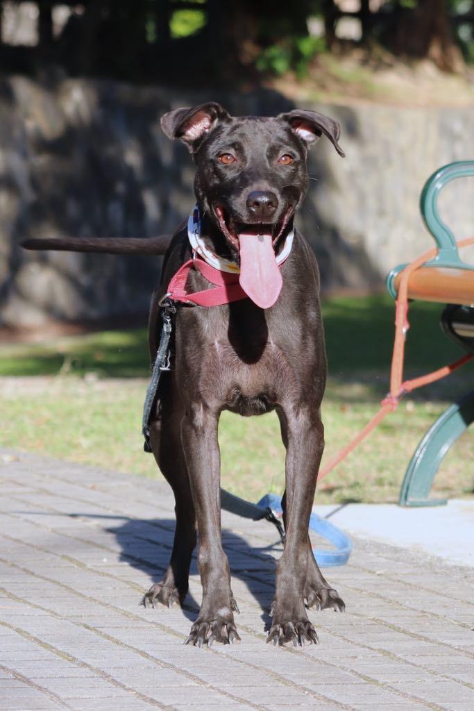 Enlarge Dolly, a Adoptable mixed breed in San Mateo, CA image 6/6