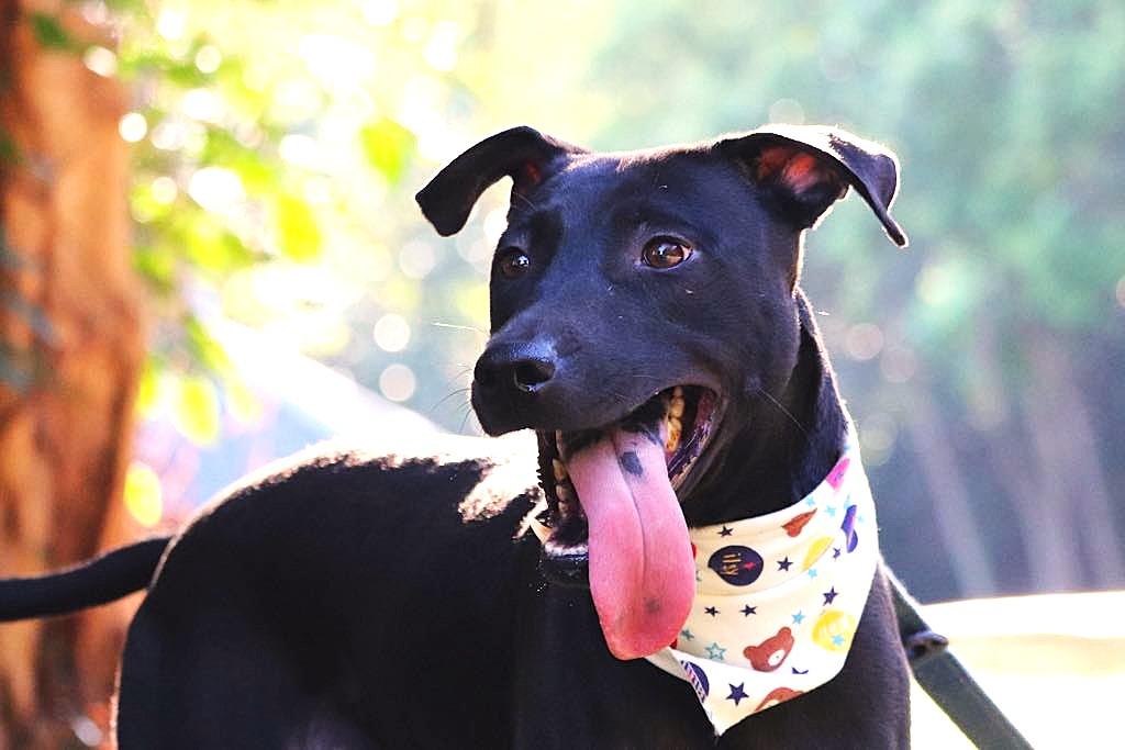 Enlarge Dolly, a Adoptable mixed breed in San Mateo, CA image 2/6