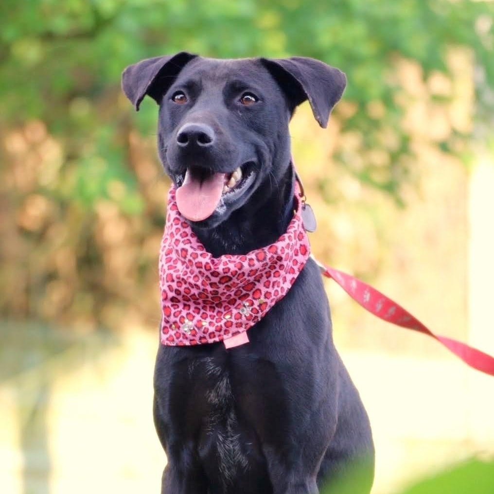 Enlarge Dolly, a Adoptable mixed breed in San Mateo, CA image 1/6
