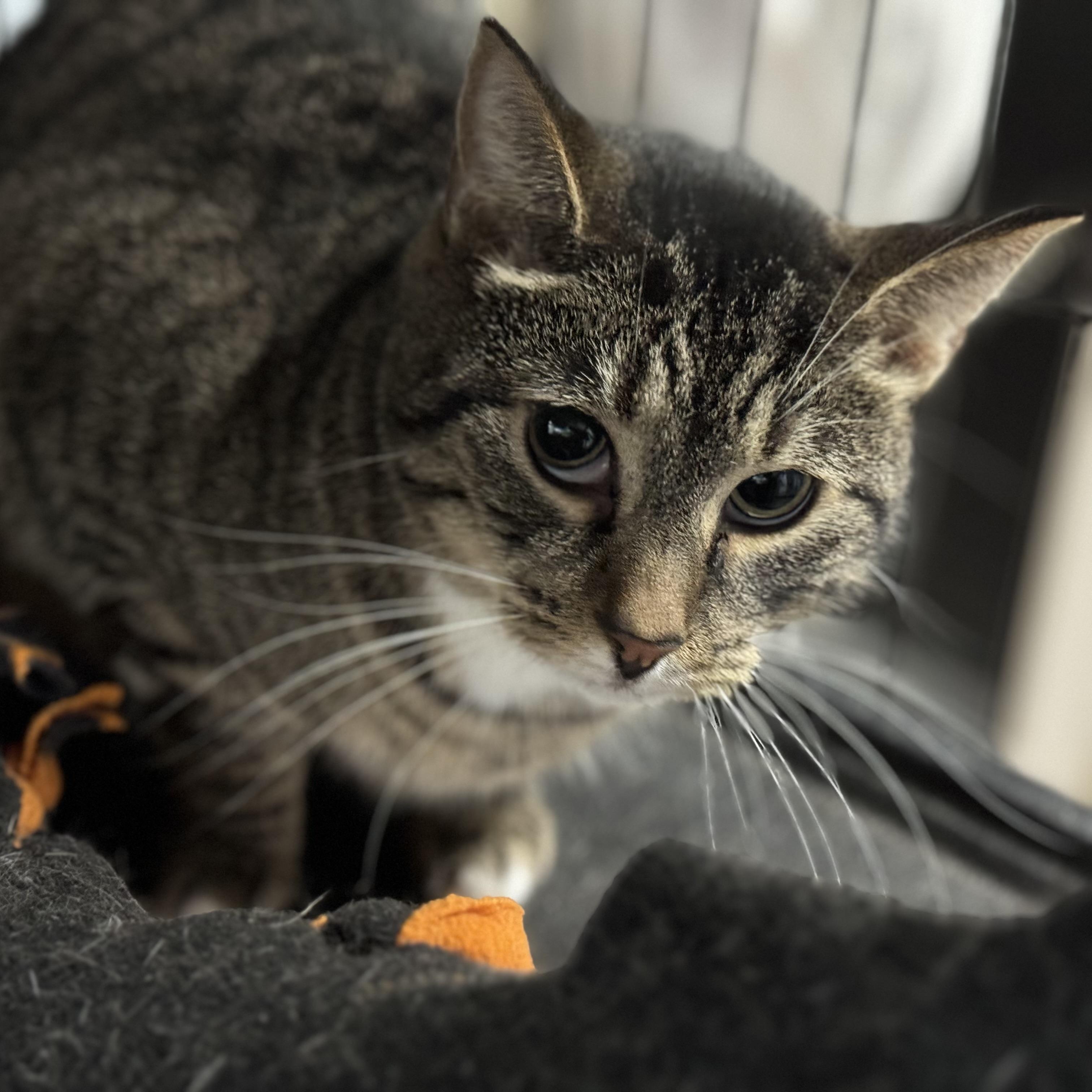 Enlarge Greta , a Adoptable Domestic Short Hair in New Martinsville, WV image 2/4