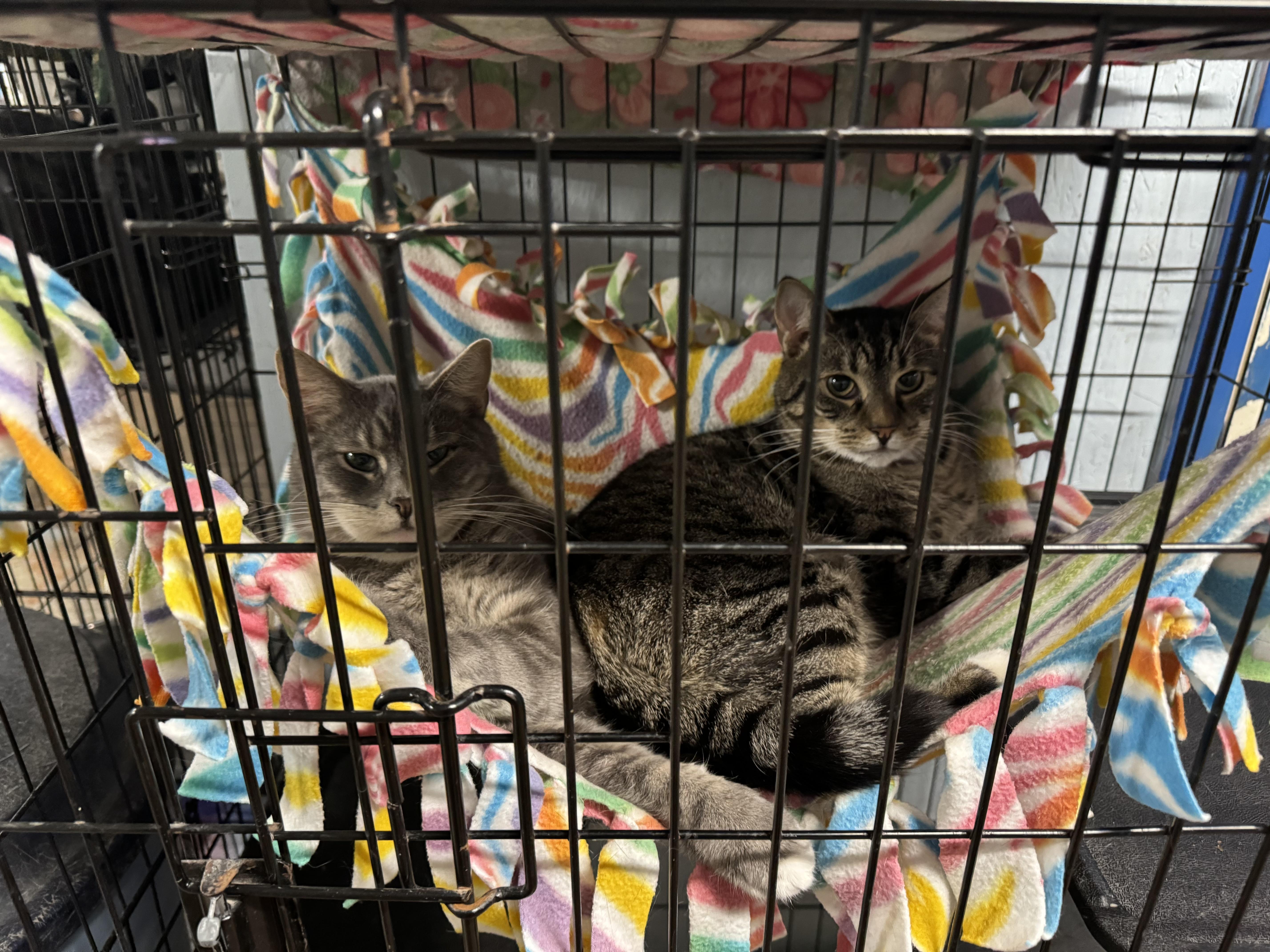 Enlarge Greta , a Adoptable Domestic Short Hair in New Martinsville, WV image 4/4