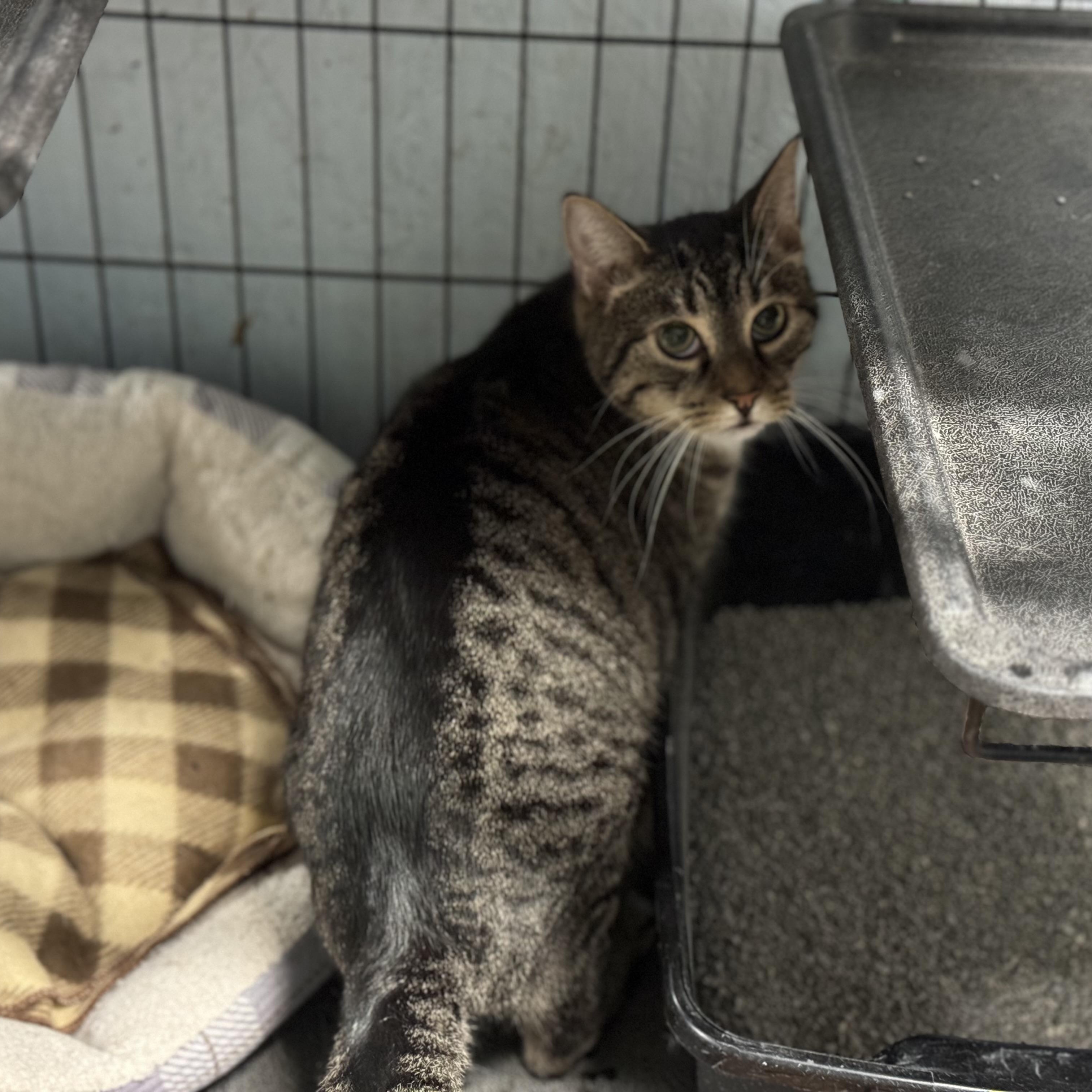 Greta , Adoptable, Adult Female Domestic Short Hair.