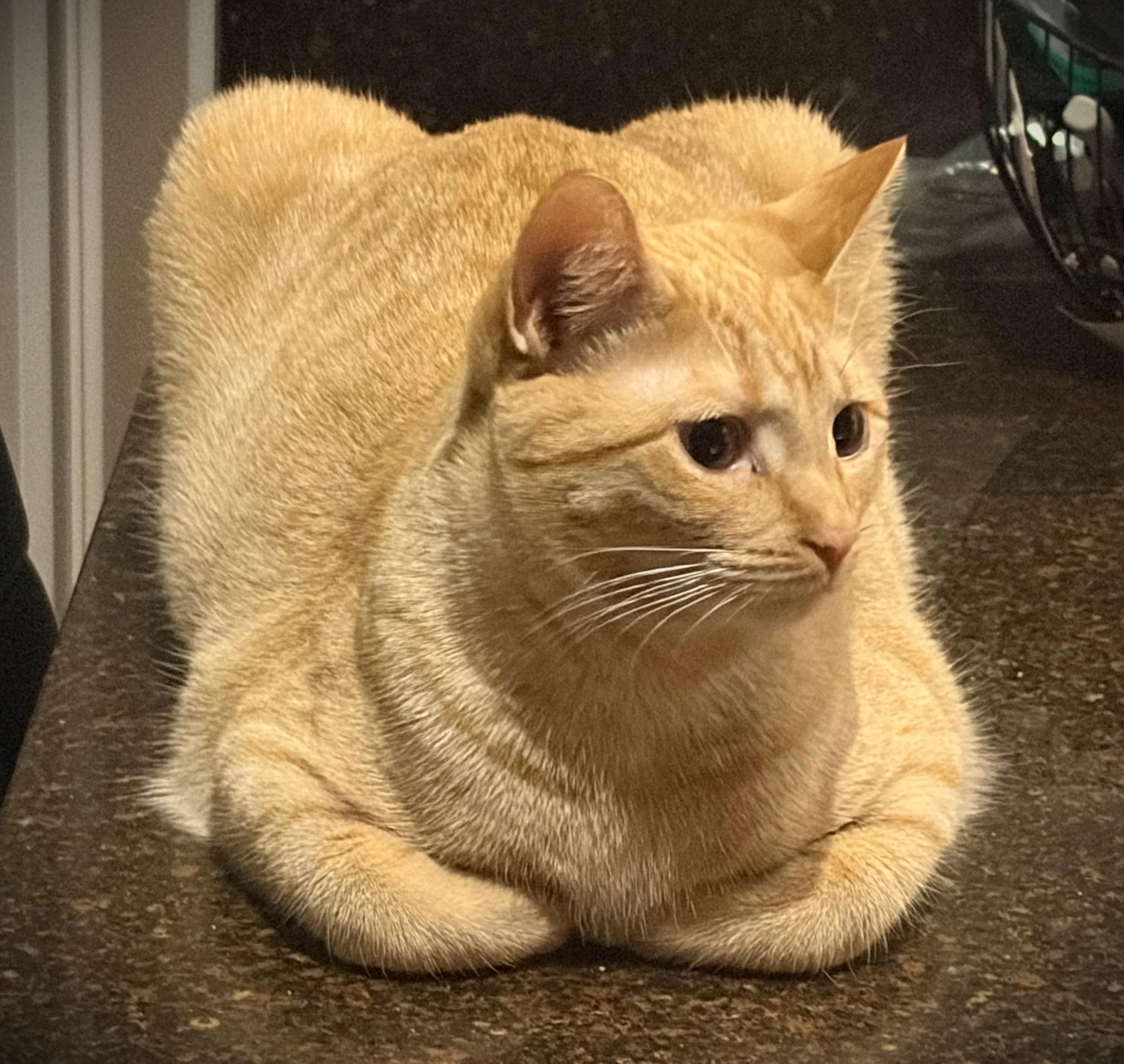 Ginger, a ADOPTABLE Domestic Short Hair in Mankato, MN image 2/5