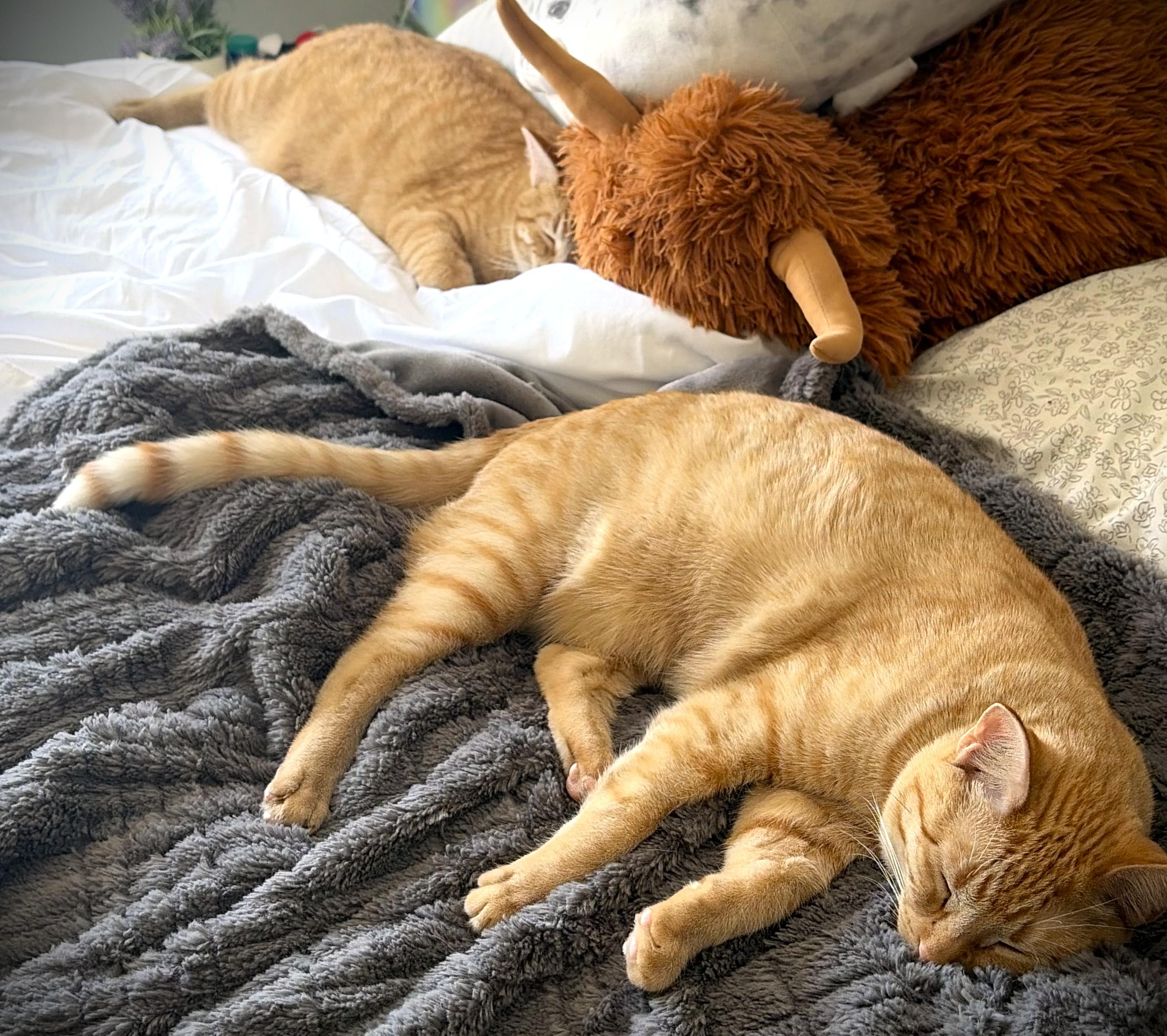 Ginger, a ADOPTABLE Domestic Short Hair in Mankato, MN image 5/5