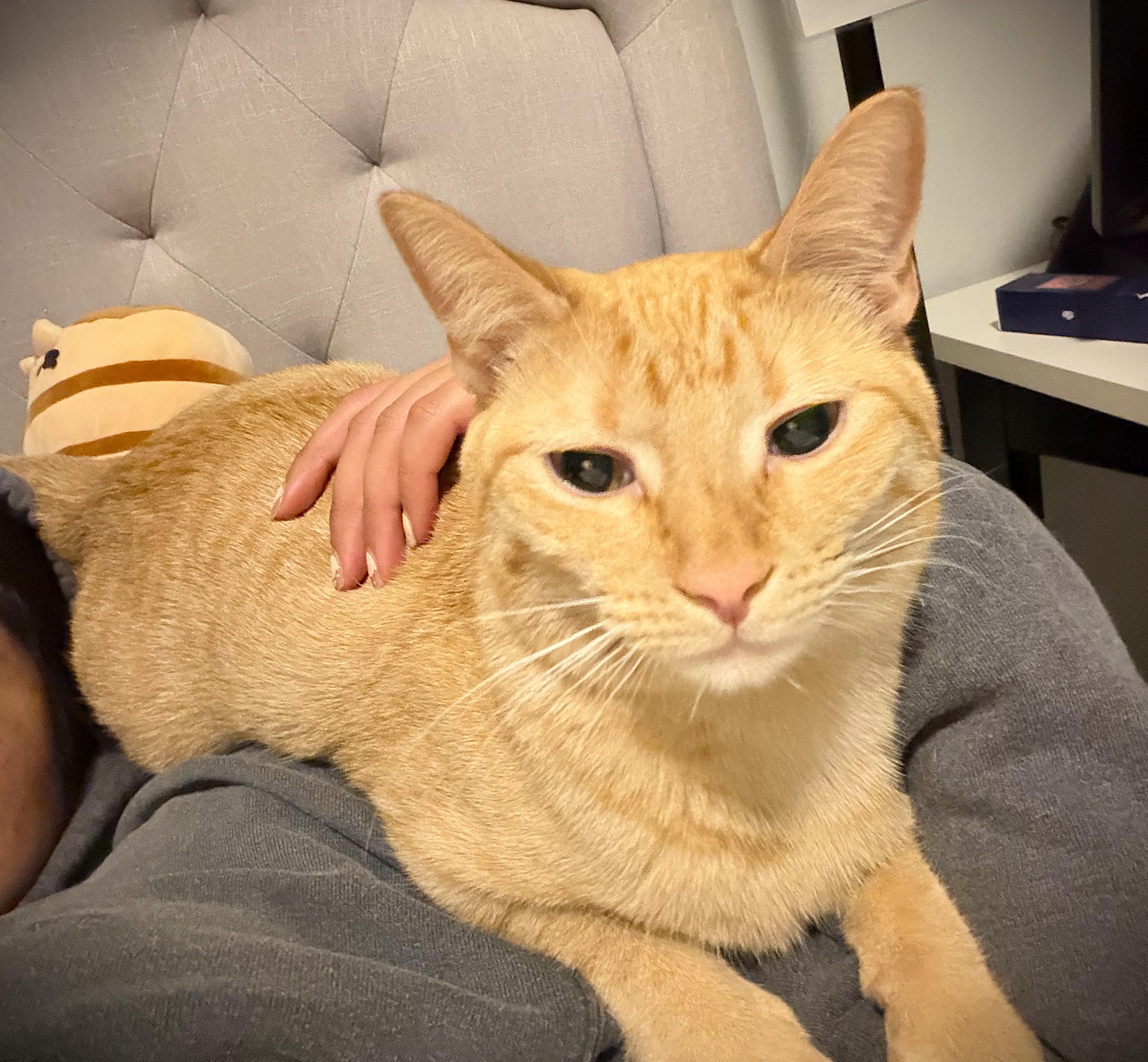 Ginger, ADOPTABLE, Young Female Domestic Short Hair.