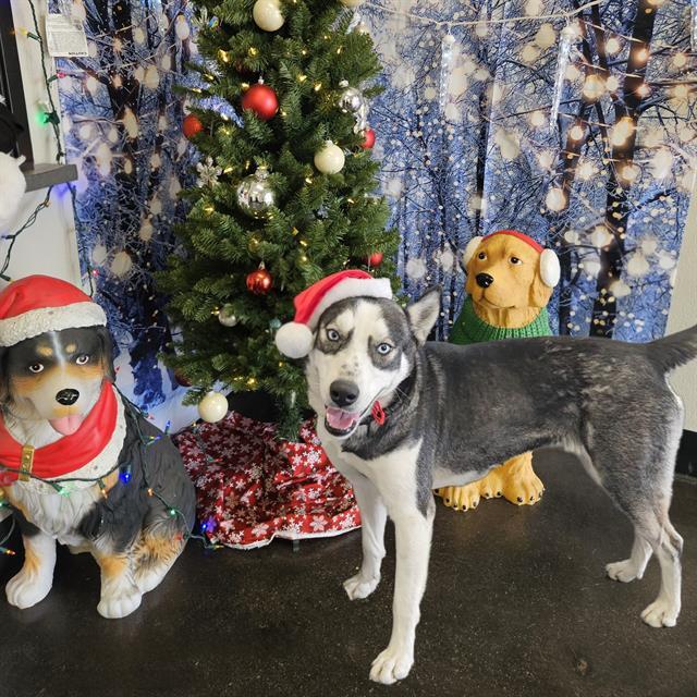 SADIE, Adoptable, Young Female Siberian Husky.