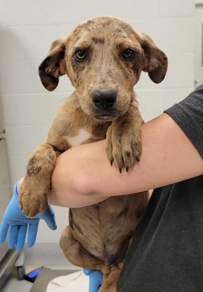 Nebraska, Adoptable, Puppy Male Mixed Breed.