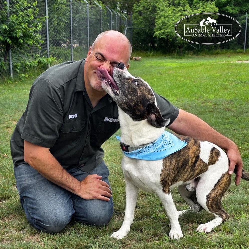 Moose, an adoptable Mixed Breed in Grayling, MI, 49738 | Photo Image 2