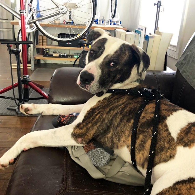 Moose, a Adoptable Mixed Breed in Grayling, MI image 1/6