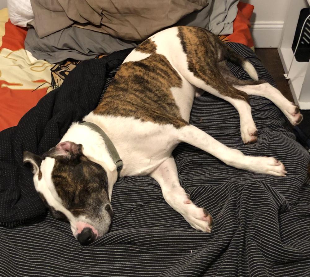 Moose, a Adoptable Mixed Breed in Grayling, MI image 6/6